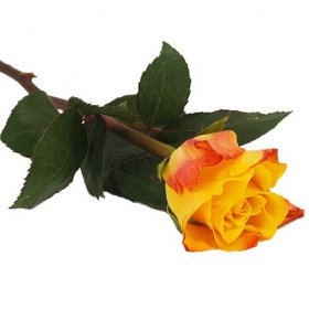 Begravning handblomma med en orange ros - Handblommor - Blommor till begravning