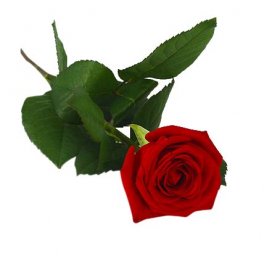 Begravning handblomma med endast en röd ros